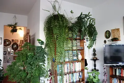 Janela da Paulista, com Plantas mil e dois pássaros voando soltos!
